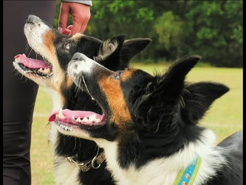 8 sposobów na zwiększenie skupienia uwagi naszych psów na spacerach- Alex i Lila
