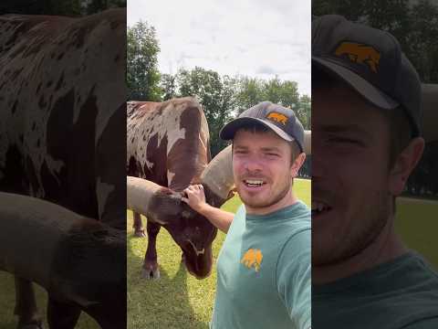These horns are HUGE! #animals #coolanimals #amazinganimals #watusi