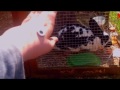 New Marble Show Taking Care