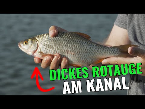 Dickes Rotauge aus dem Kanal! || Feedern am Rhein Herne Kanal || Pantoffel angelt