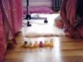 Attack Of The Rubber Ducks