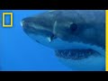 This Great White Shark Is Hangry For Seal | National Geographic