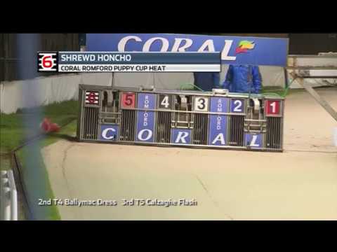 2018 ROMFORD PUPPY CUP - HEAT 5 - T6 SHREWD HONCHO