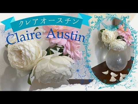 イングリッシュローズ「クレア・オースティン」 植物