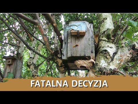 Fatalna decyzja - usuwanie gniazda - likwidacja gniazda - gniazdo szerszeni - szerszenie
