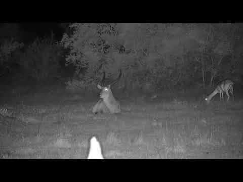 Djuma: Waterbucks and Impalas - 19:28 - 11/08/21