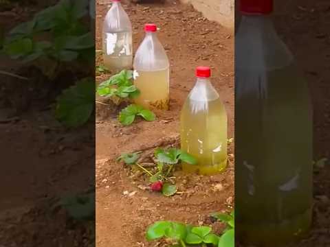 como fazer um sistema de irrigação com garrafas pets para molhar uma horta de morangos