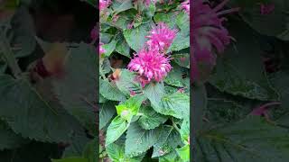 A hummingbird moth 🦋