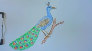 how to draw a peacock (7art)