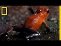 Strawberry Poison Dart Frog | National Geographic