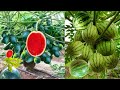 Innovation: Planting papaya fruit to watermelon -Water melon in papaya tree