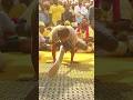 42kg Sward Viral Youtubeshorts Jejuri Khandoba Shorts