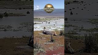 Ep 1 - The "Savanna Sniffer"