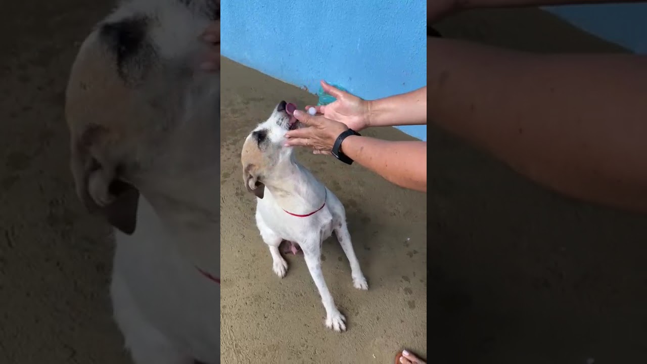 Cachorro raça SRD-ViraLata idade 1 ano nome Branquinha 