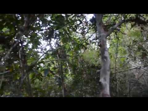 Gibbon´s morning singing in the jungle