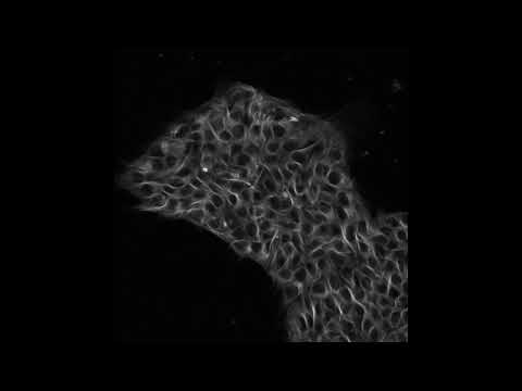 6.6 Lesson 9 Human Skin Cells