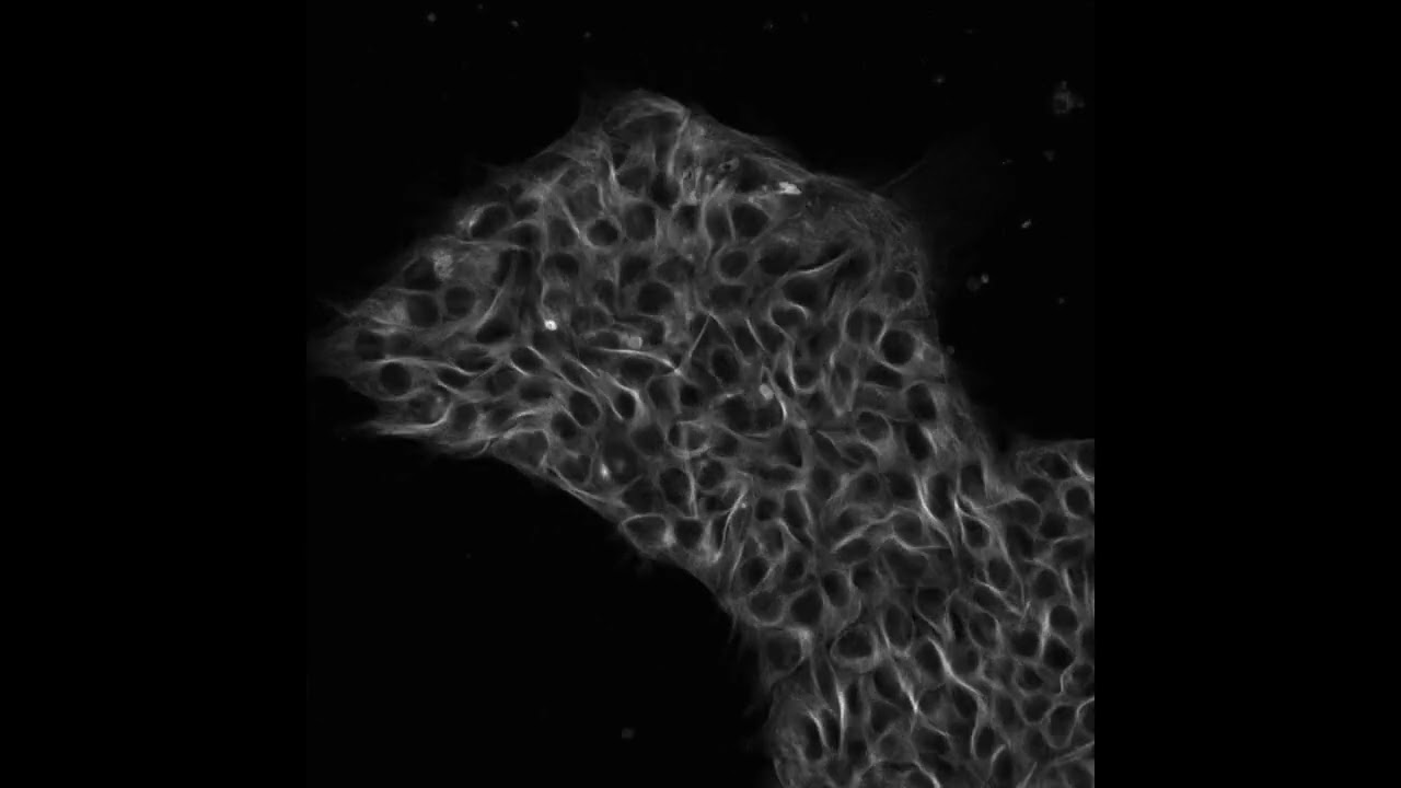 6.6 Lesson 9 Human Skin Cells