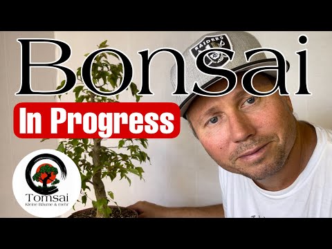 Bonsai in Progress #10 Bonsai 38/23