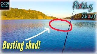 BASS BUSTING SHAD, WHAT'S BETTER THEN THAT!!!