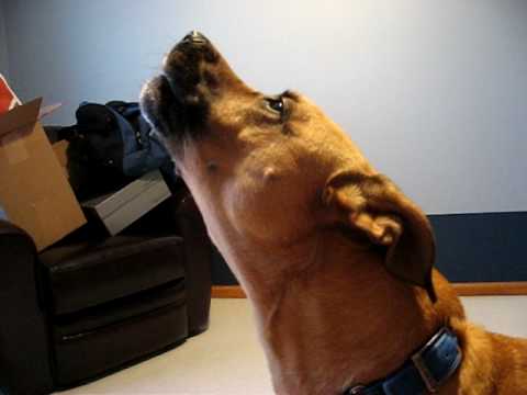 Howling With The Pack