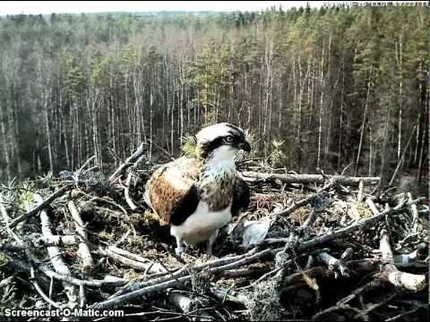 Osprey Nest Apr 25 2012.mp4