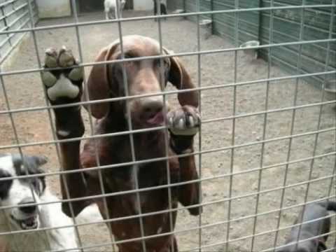 Renato Zero - Il pelo sul cuore (Senza un pedigree non sei nessuno qui) by treguazero