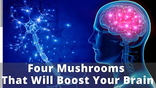 Increase Your Brain Power -- Four Mushrooms That Are Great for Your Brain