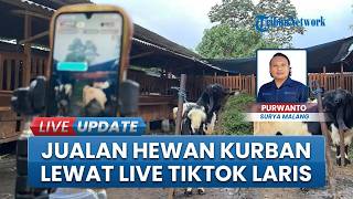 Jualan Live Hewan Kurban di TikTok, Peternakan This Is Farm Malang Laris, Kambing Jumbo Rp9 Juta Lud