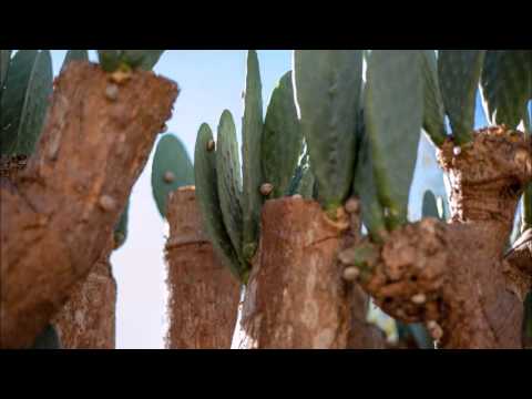 Vladimir Martynov - The Beatitudes - cello cover by Jakub Otcenasek