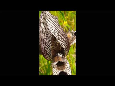 Discover Artsakh | Flora & Fauna