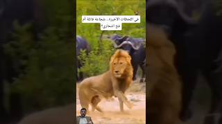 ​فياللحظات الأخيرة.. شجاعة قاتلة أم فخ انتحاري؟💥#shorts