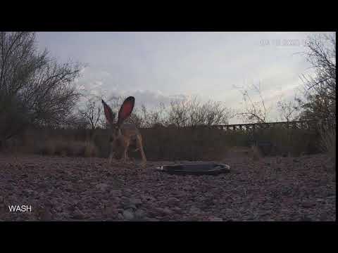 Slow Mo Jackrabbit Fight