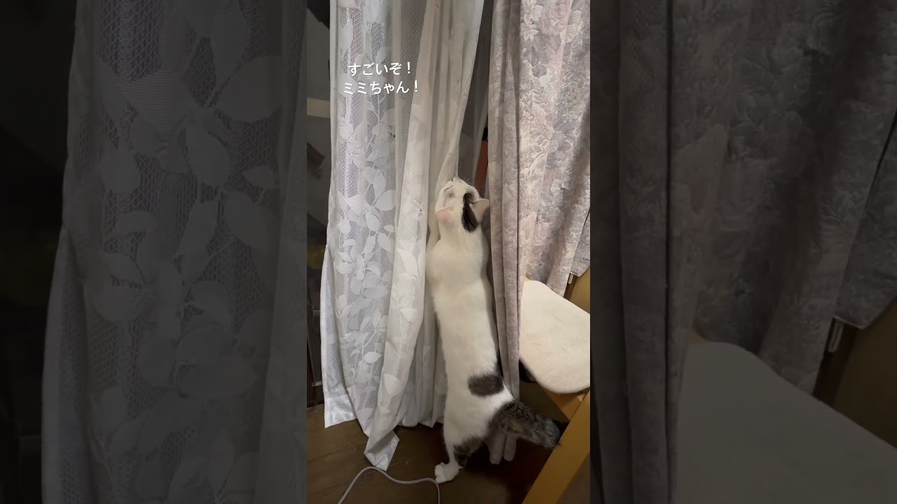 筋トレを頑張るミミちゃん！