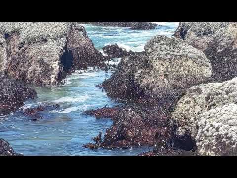 NB2021 Godspeed Slippy