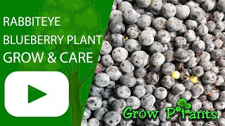 Rabbiteye blueberry plant - grow & care (Vaccinium virgatum)