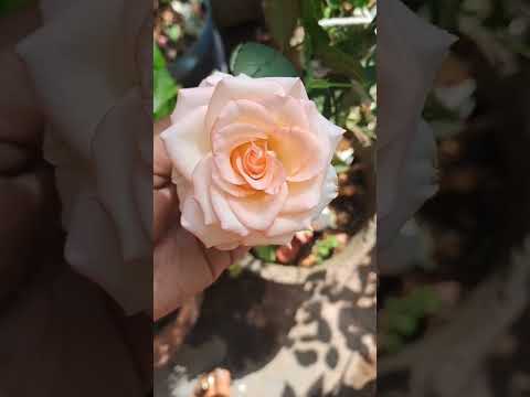 Beautiful roses 🌹🌹.......#short#video# youtube #sahithi chaithu official......