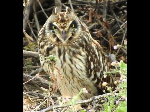 Lovely Camouflaged Short-eared Owl - 2