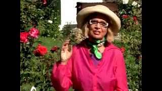 Особенности и секреты выращивания петуний из семян - Видео онлайн