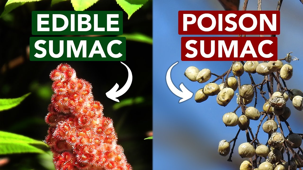 What’s the difference between poison sumac and sumac? Zandex