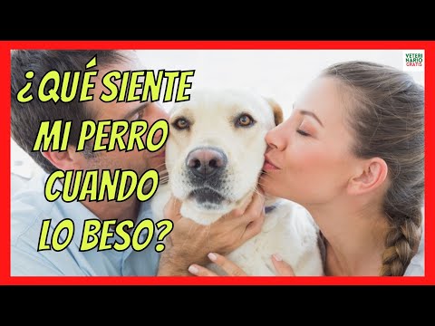 DO DOGS UNDERSTAND HUGS AND KISSES? THEY LIKE THEM ❤️ IS IT GOOD OR BAD TO KISS A DOG?