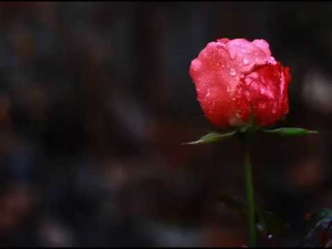 Boris Nonte & Gregg Lehrman - Shredded Overture