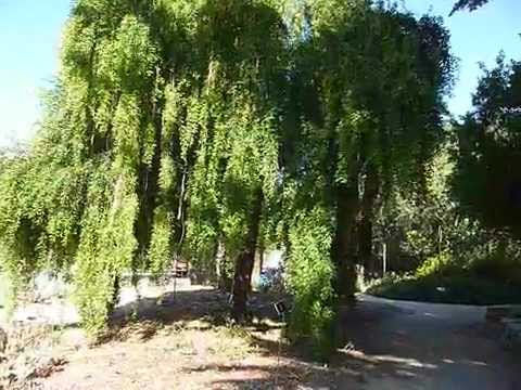Mayten tree - Maytenus boaria - YouTube