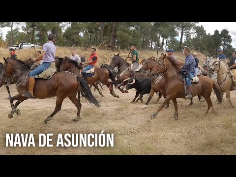 Navas de Asunción 2024 Encierro Mixto y Capea