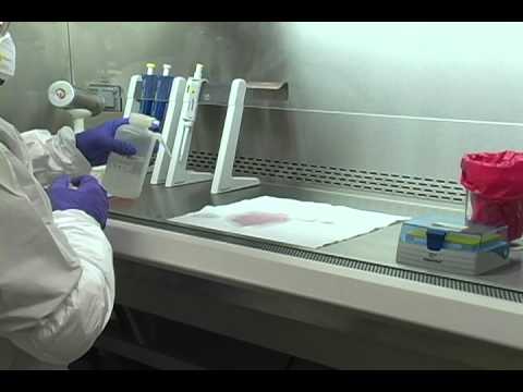 流出物の片付け（バイオセーフティキャビネット (Cleaning Up a Spill (Biosafety Cabinet))