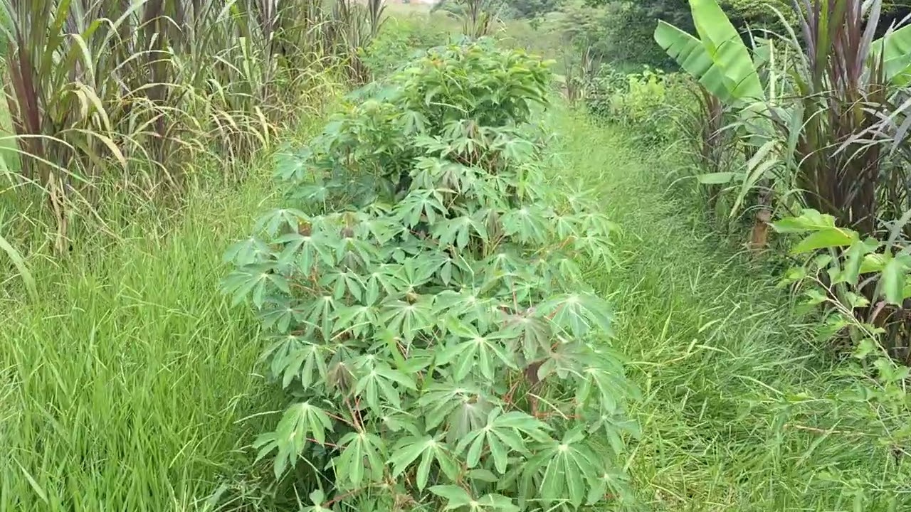 Abundância de comida e biomassa na agrofloresta MandiHorta