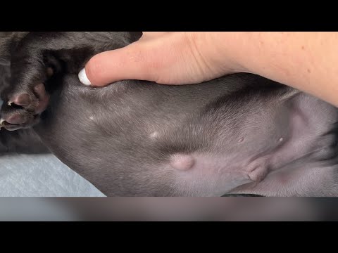 Umbilical Hernias in Puppies and Breeding Dogs