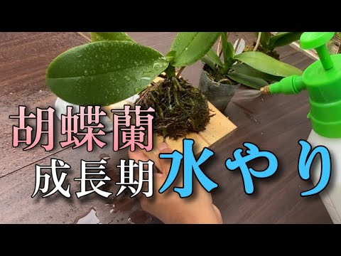 氷を使って蘭に水をやる方法は？根が腐らないようにするためのヒントをご覧ください。  庭園