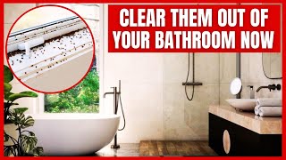 How To Get Rid Of Tiny Black Bugs In Bathroom?Quick Methods