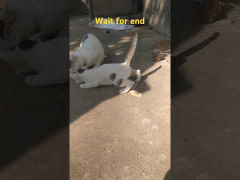 dunia bi janigala mu gadha to pai🙈