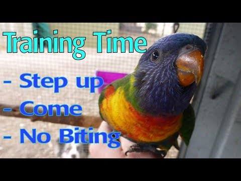 Basic Bird Training - Step up, Come, No Biting